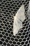 Idaea subsericeata