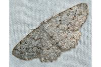 Charissa onustaria