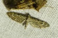 Eupithecia nanata