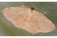 Cyclophora puppillaria