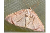 Cyclophora puppillaria