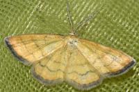 Cleta filacearia