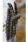Eriogaster lanestris