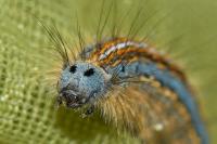 Malacosoma neustria