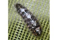 Nola cucullatella