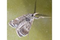 Synaphe bombycalis