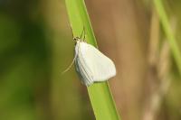 Sitochroa palealis