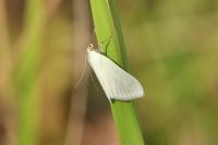 Sitochroa palealis