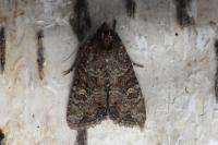 Mesapamea secalis