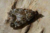 Eudonia mercurella