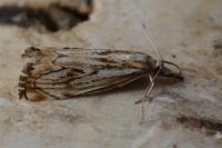 Catoptria falsella