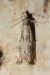 Catoptria falsella