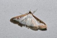 Cydalima perspectalis