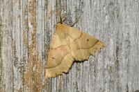 Crocallis elinguaria