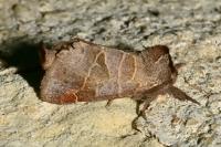 Clostera pigra