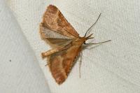 Synaphe punctalis