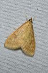 Ostrinia nubilalis