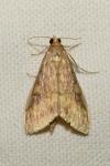 Udea ferrugalis