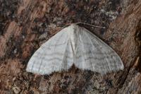 Idaea subsericeata