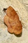 Plagodis pulveraria