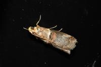 Acrobasis tumidana