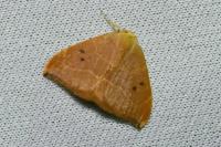 Watsonalla binaria