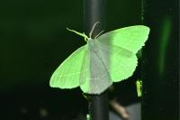 Hemistola chrysoprasaria