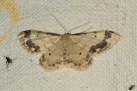 Idaea trigeminata