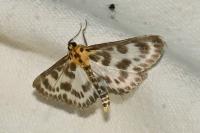 Anania hortulata
