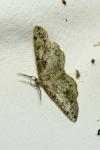 Cleorodes lichenaria