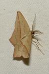Timandra comae