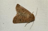 Hoplodrina octogenaria