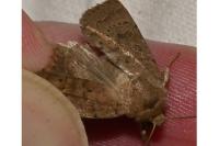 Hoplodrina octogenaria