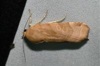 Noctua fimbriata