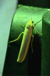 Manulea complana