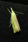 Chrysoteuchia culmella