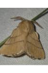 Malacosoma neustria
