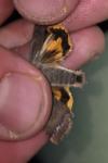 Noctua janthe