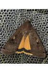 Noctua pronuba