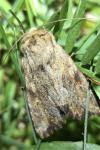Oligia fasciuncula