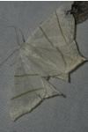 Ourapteryx sambucaria