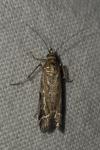 Pempeliella ornatella