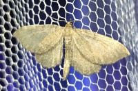 Philereme vetulata