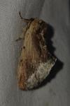 Ptilodon cucullina