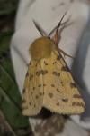 Diacrisia purpurata