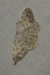Scopula submutata roseonitens