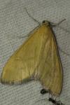Mecyna flavalis