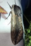 Sphinx ligustri