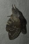 Stauropus fagi