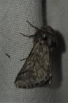 Thaumetopoea pityocampa